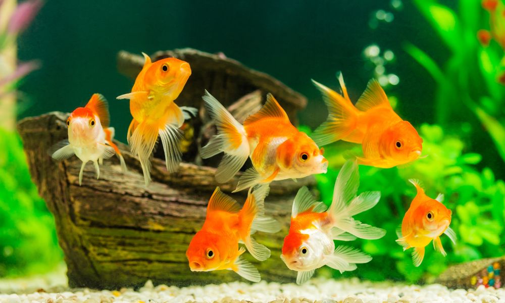 How an Aquarium Can Benefit Your Child With Autism