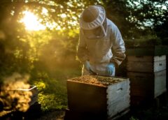 Beehive Setup: Choosing a Location and Stand