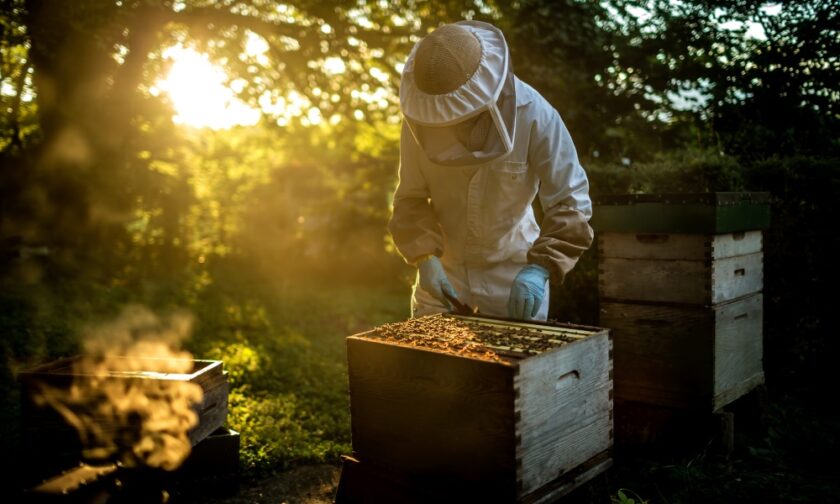 A beekeeper wearing white protective gear and blue gloves looks over a beehive as the sun sets behind them.