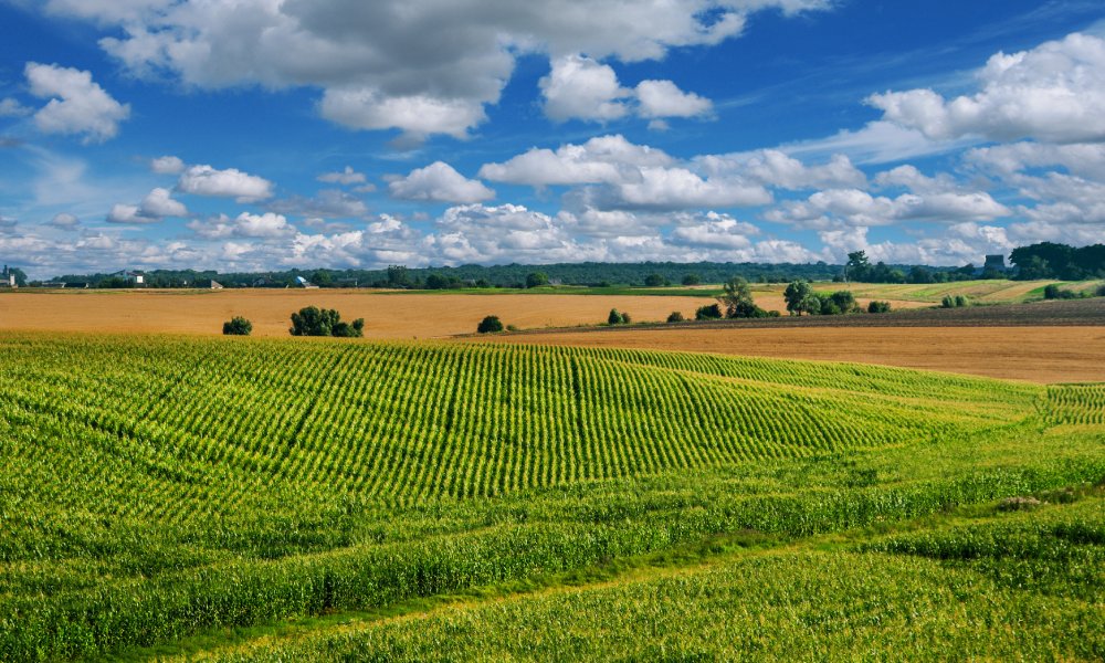 A large field grows rows of tall, green stalks of corn. The blue sky is full of clouds, and mature trees surround the field.